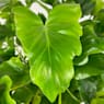 Philodendron bipinnatifidum 'Little Hope'