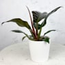 Philodendron erubescens 'Imperial Red'