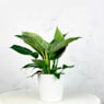 Philodendron erubescens 'Birkin White Wave'