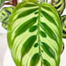 Calathea makoyana