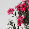 Bonsai Leptospermum (Manuka)