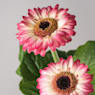 Gerbera en varios colores