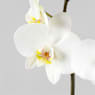 Orquídea Phalaenopsis 'Leeds'