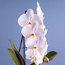 Orquídea Premium Phalaenopsis 'Formidablo' blanca