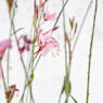 Gaura (Oenothera lindheimeri)