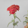 Achillea millefolium