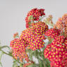 Achillea millefolium