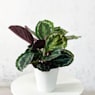 Calathea roseopicta 'Medallion'