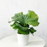 Calathea orbifolia