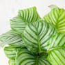 Calathea orbifolia