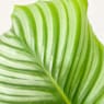 Calathea orbifolia