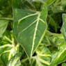 Syngonium podophyllum 'Arrow'