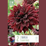 Bulbos de Dahlia 'Black Touch'