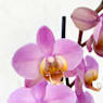 Orquídea Phalaenopsis 'Beaumont'