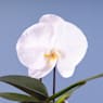 Orquídea Premium Phalaenopsis 'Singolo' blanca