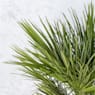 Palmito (chamaerops humilis)