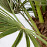 Palmito (chamaerops humilis)