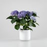 Hortensia de Interior azul