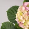 Hortensia de Interior rosa