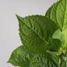 Hortensia de exterior roja (flor temprana)