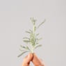 Santolina chamaecyparissus - Planta aromática