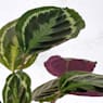 Calathea (especies variadas)