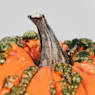 Calabaza de Halloween natural