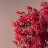 Ramillete Preservado de Paniculata Roja