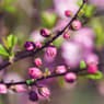 Prunus Glandulosa "Rosea Plena"