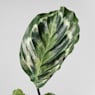 Calathea roseopicta 'Medallion'