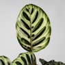 Calathea makoyana