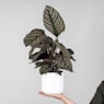 Calathea ornata 'Sanderiana'