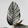 Calathea ornata 'Sanderiana'