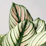 Calathea majestica 'White Star'