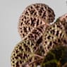 Begonia ferox 'Troll'