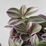 Tradescantia cerinthoides 'Sweetness'