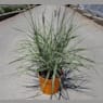 Gramínea Pennisetum advena 'Skyrocket'