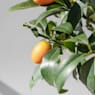 Kumquat (Citrus fortunella)