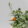 Kumquat (Citrus fortunella)