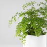 Helecho Adiantum raddianum 'Fragans'