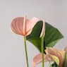 Anthurium 'Joli Peach'