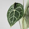 Anthurium clarinervium