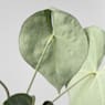 Anthurium clarinervium