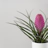 Tillandsia cyanea 'Anita'