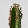 Euphorbia ingens