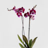 Orquídea Phalaenopsis 'Benny Lembongan'