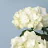 Hortensia de Interior blanca