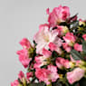 Azalea Hortinno® Princess Pinky