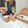 Pack de Tillandsias - Air Plants Box