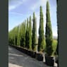 Ciprés - Cupressus sempervirens 'Totem'